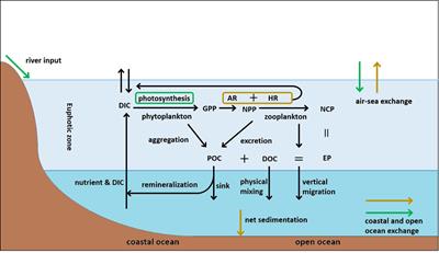 Research progress in calculating net community production of marine ecosystem by remote sensing